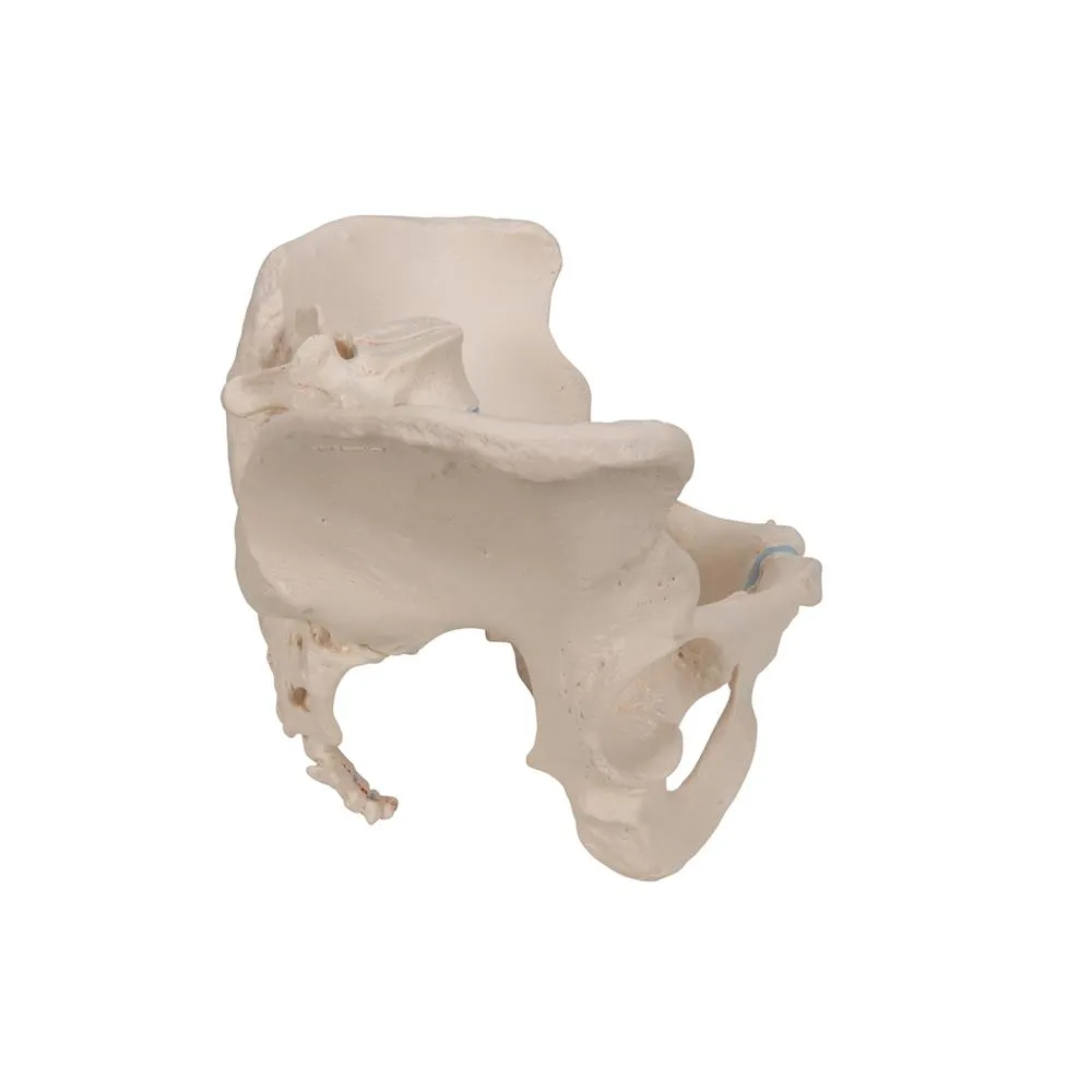 Female Pelvis Model, 3 part