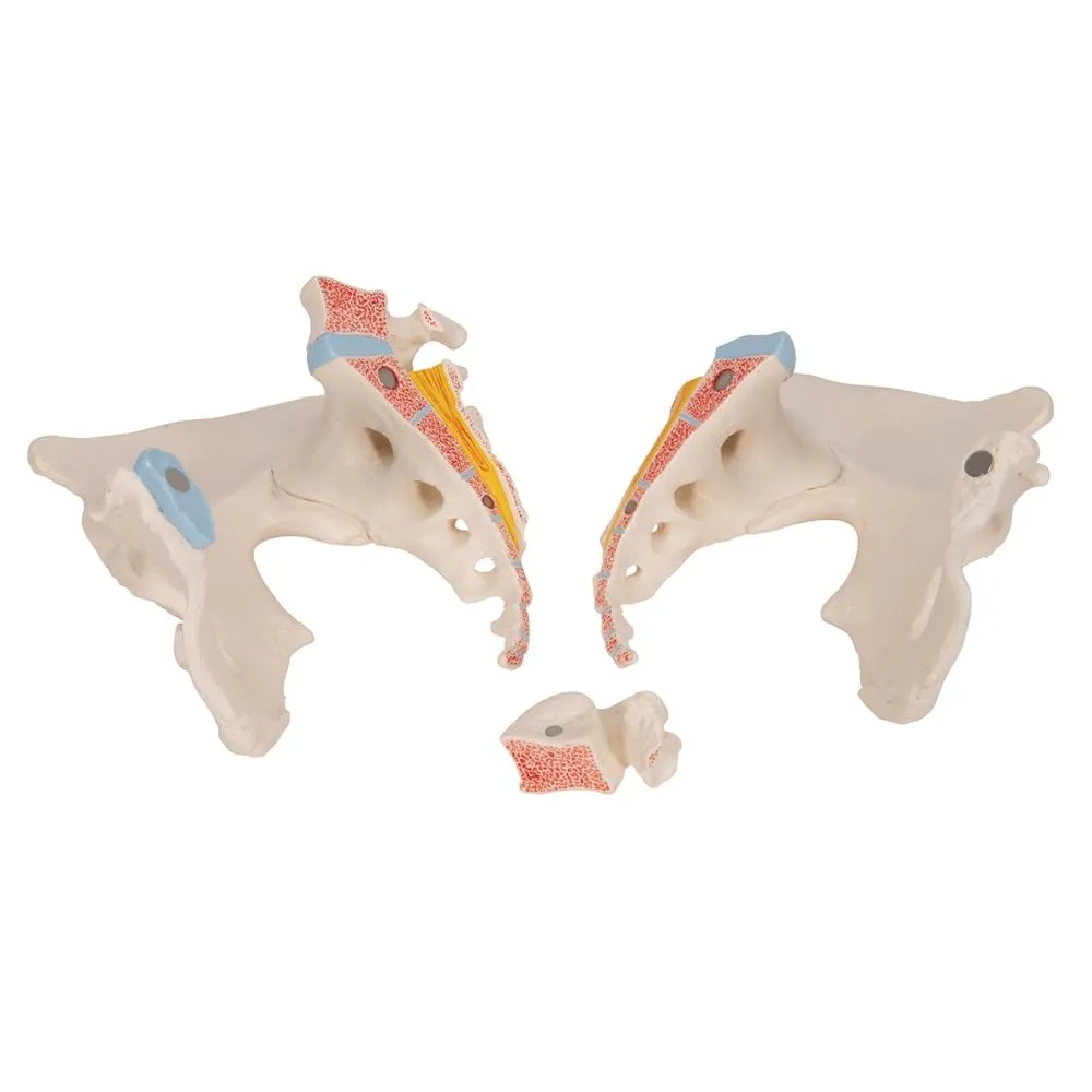 Female Pelvis Model, 3 part