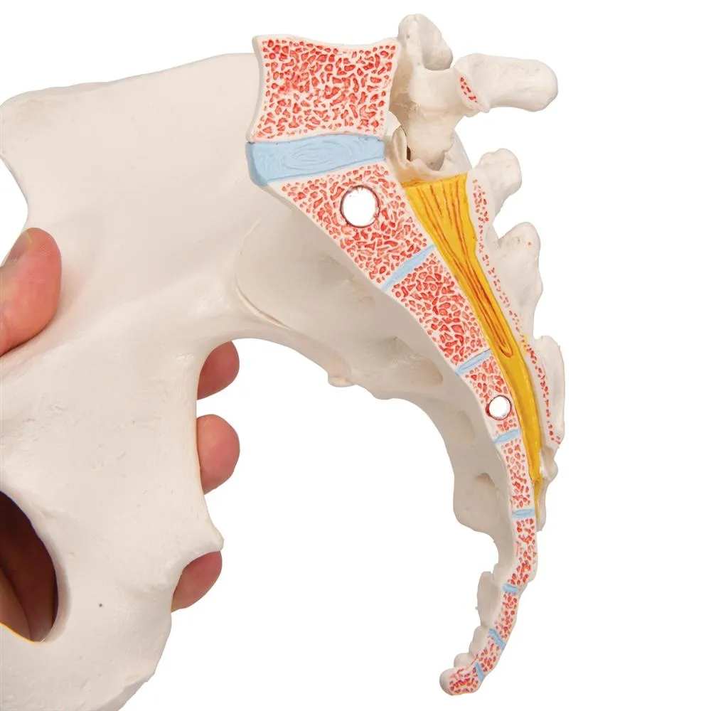 Female Pelvis Model, 3 part