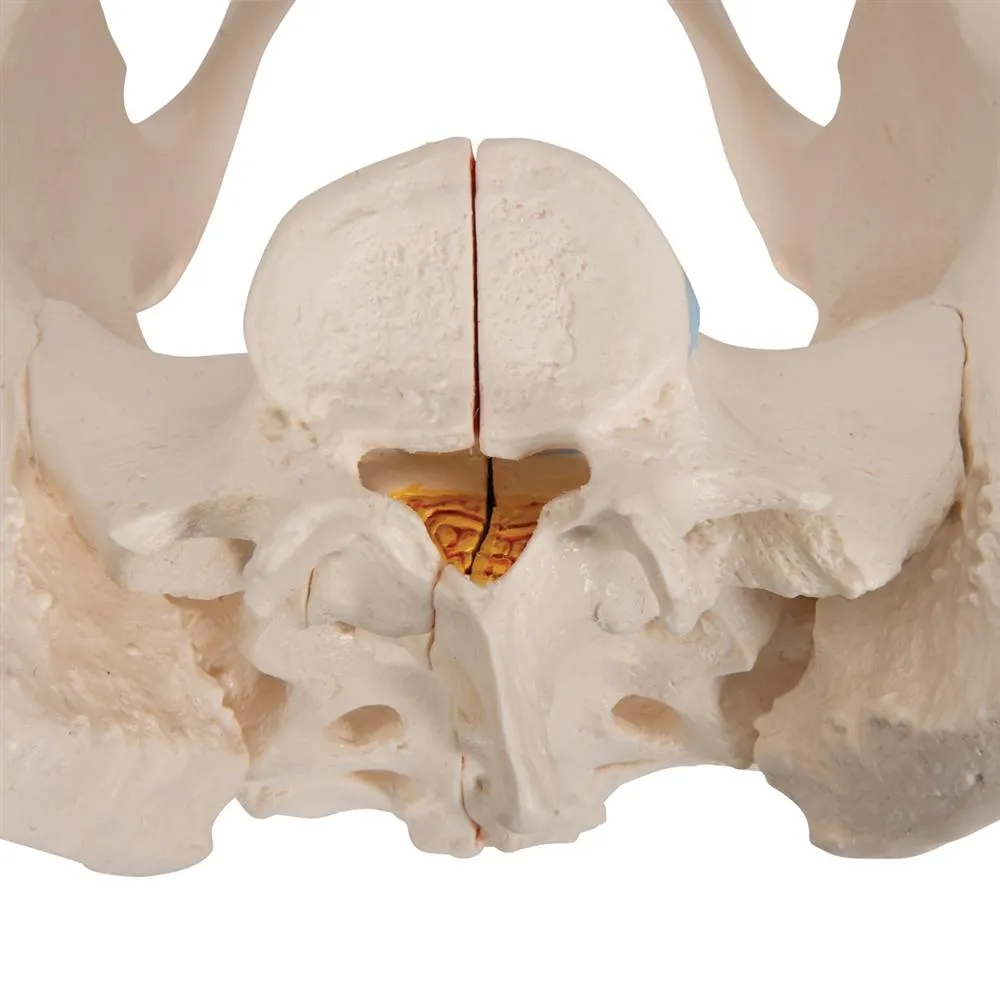 Female Pelvis Model, 3 part