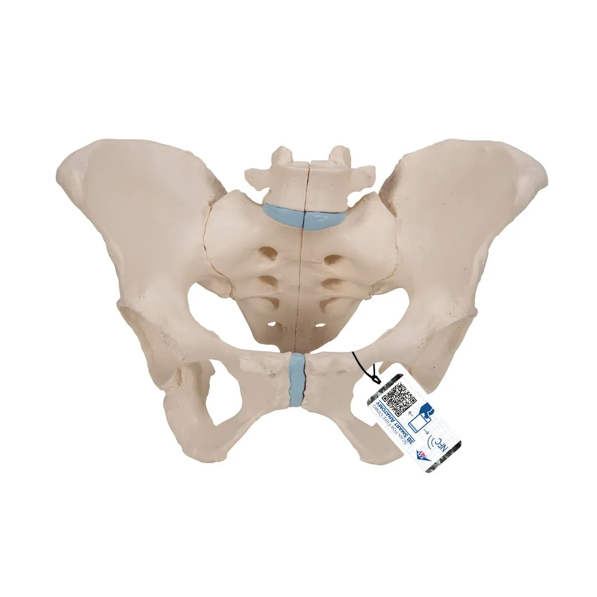 Female Pelvis Model, 3 part