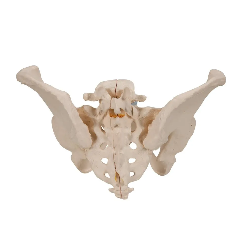 Female Pelvis Model, 3 part