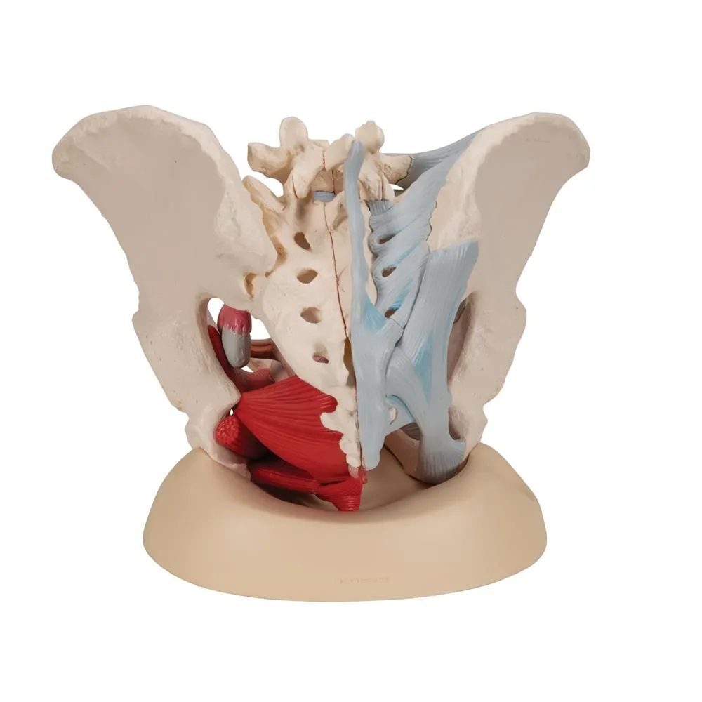 Female Pelvis with Ligaments Muscles and Organs