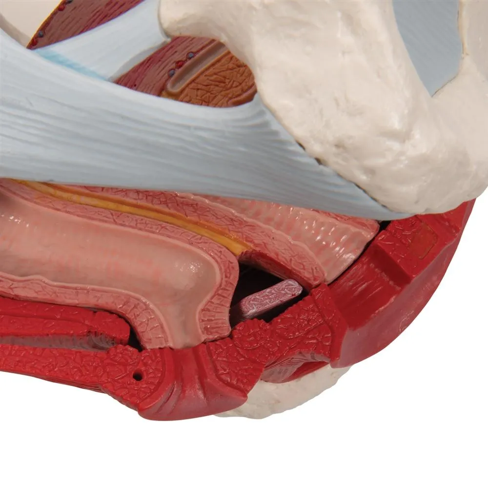 Female Pelvis with Ligaments Muscles and Organs