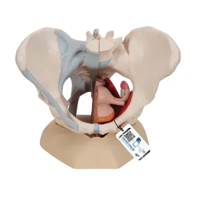 Female Pelvis with Ligaments Muscles and Organs